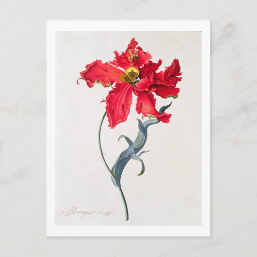 Tulp: Perroquet Rouge Briefkaart (Voorkant)