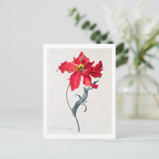 Tulp: Perroquet Rouge Briefkaart (Staand voorkant)