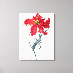 Tulp: Perroquet Rouge Canvas Afdruk