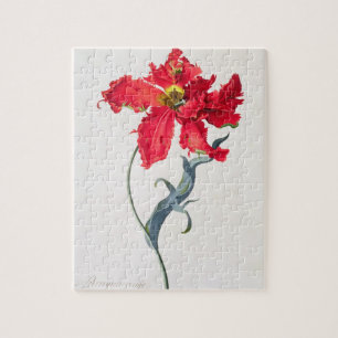 Tulp: Perroquet Rouge Legpuzzel