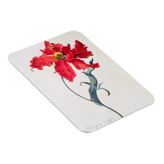 Tulp: Perroquet Rouge Magneet (Rechterzijde)