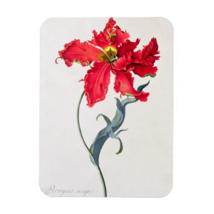 Tulp: Perroquet Rouge Magneet