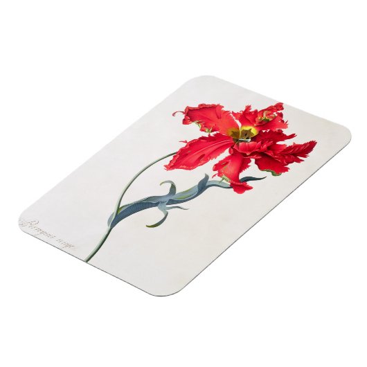 Tulp: Perroquet Rouge Magneet (Linkerzijde)