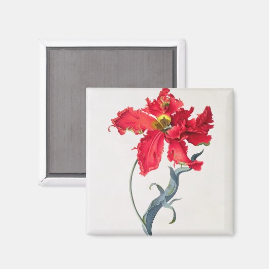 Tulp: Perroquet Rouge Magneet (Voorkant / Achterkant)