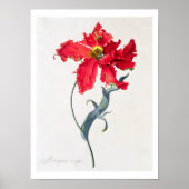 Tulp: Perroquet Rouge Poster (Voorkant)