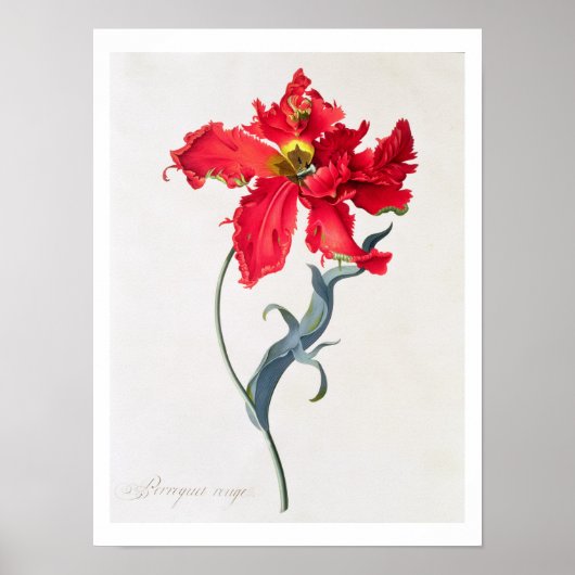 Tulp: Perroquet Rouge Poster (Voorkant)