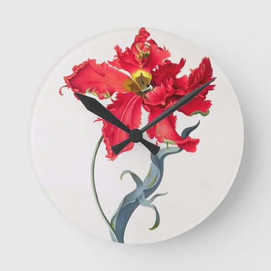 Tulp: Perroquet Rouge Ronde Klok (Voorkant)