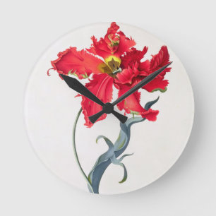 Tulp: Perroquet Rouge Ronde Klok