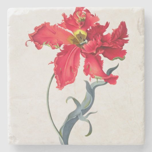 Tulp: Perroquet Rouge Stenen Onderzetter (Voorkant)