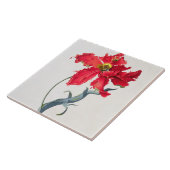 Tulp: Perroquet Rouge Tegeltje (Zijkant)