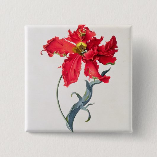 Tulp: Perroquet Rouge Vierkante Button 5,1 Cm (Voorkant)