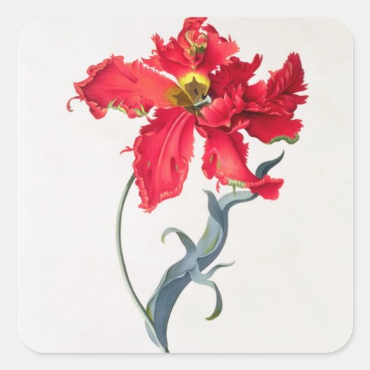 Tulp: Perroquet Rouge Vierkante Sticker (Voorkant)