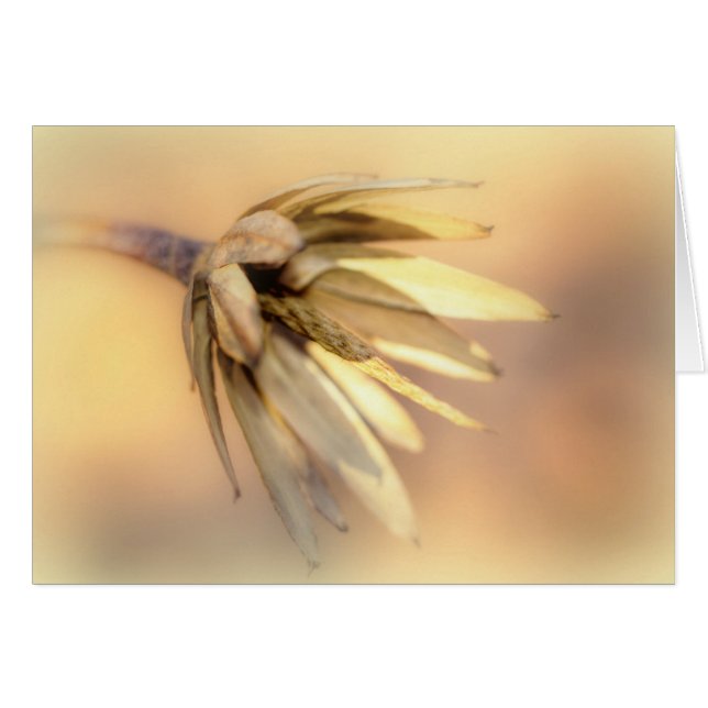 Tulp Poplar Empty Seed Pod (Voorkant Horizontaal)