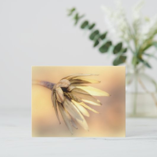 Tulp Poplar Empty Seed Pod Briefkaart (Staand voorkant)