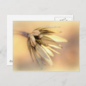 Tulp Poplar Empty Seed Pod Briefkaart (Voorkant / Achterkant)