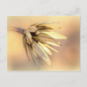 Tulp Poplar Empty Seed Pod Briefkaart (Voorkant)