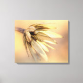 Tulp Poplar Empty Seed Pod Canvas Afdruk (Voorkant)