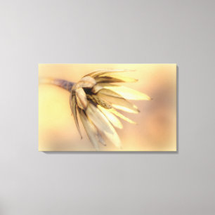 Tulp Poplar Empty Seed Pod Canvas Afdruk