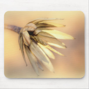 Tulp Poplar Empty Seed Pod Muismat