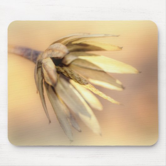 Tulp Poplar Empty Seed Pod Muismat (Voorkant)