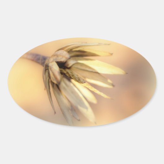 Tulp Poplar Empty Seed Pod Ovale Sticker (Voorkant)