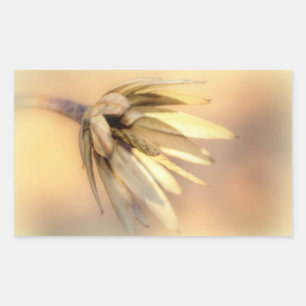 Tulp Poplar Empty Seed Pod Rechthoekige Sticker