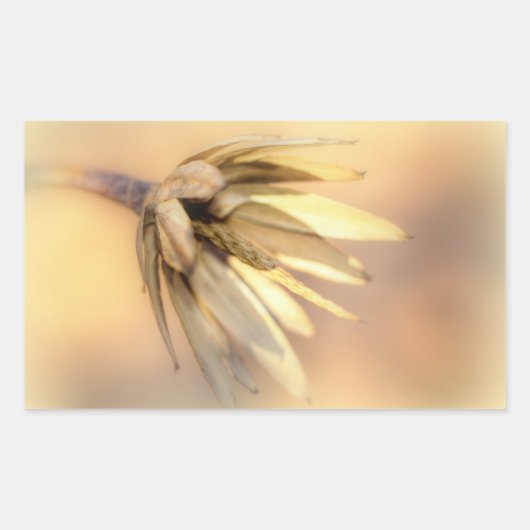 Tulp Poplar Empty Seed Pod Rechthoekige Sticker (Voorkant)