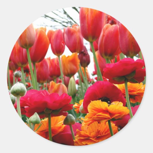 Tulp Poppy Dance Ronde Sticker (Voorkant)
