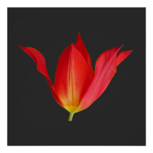Tulp Poster