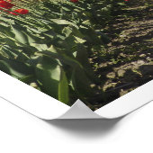 Tulp Poster (Hoek)