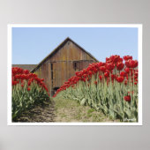 Tulp Poster (Voorkant)