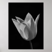 Tulp Poster (Voorkant)