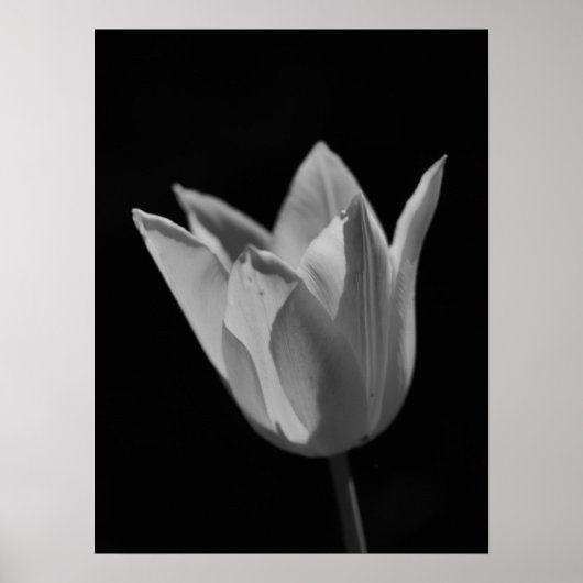 Tulp Poster (Voorkant)