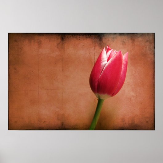 Tulp Poster (Voorkant)
