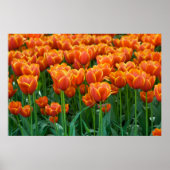 Tulp Poster (Voorkant)