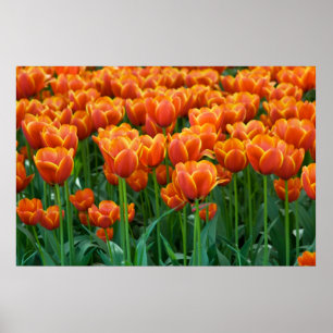 Tulp Poster