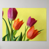 Tulp Poster (Voorkant)