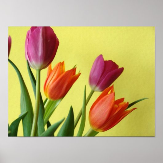 Tulp Poster (Voorkant)