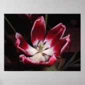 Tulp Poster (Voorkant)