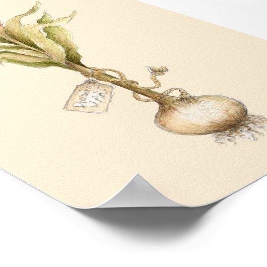 Tulp - Poster (Hoek)