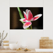 Tulp Poster (Keuken)