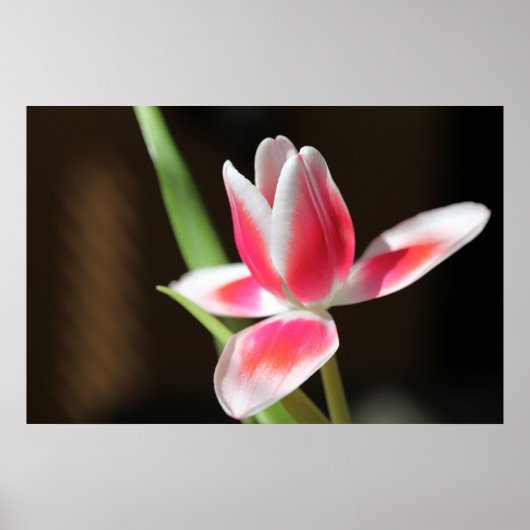 Tulp Poster (Voorkant)