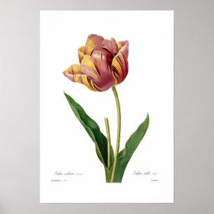 Tulp Poster