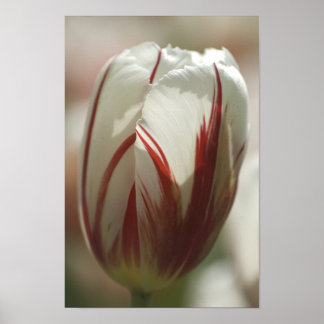 Tulp Poster