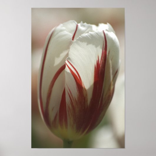 Tulp Poster (Voorkant)