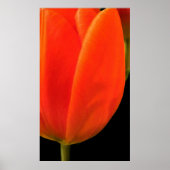 Tulp Poster (Voorkant)