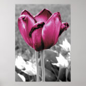 Tulp Poster (Voorkant)