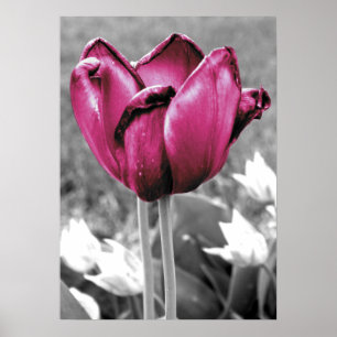 Tulp Poster