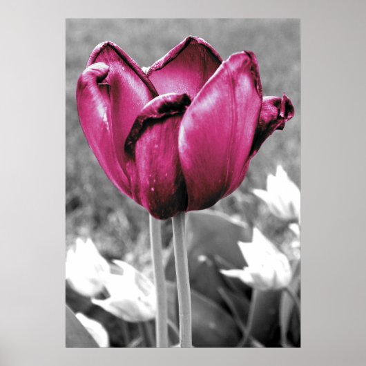 Tulp Poster (Voorkant)