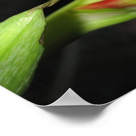Tulp Poster (Hoek)